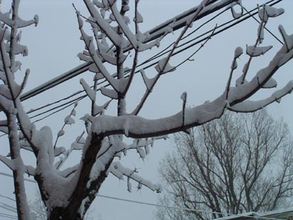Arbre devant la maison croulant sous quelques centim�tres de neige